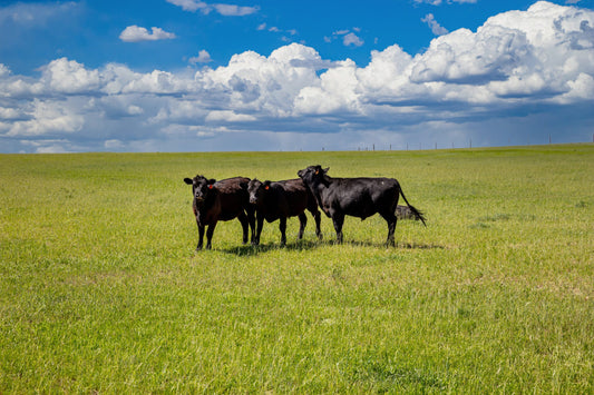 Meat For The Future: Why Sustainable Meat Matters