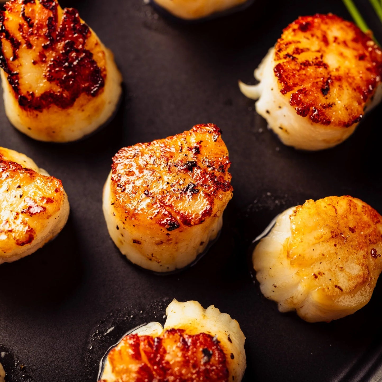 Scallops Bundle