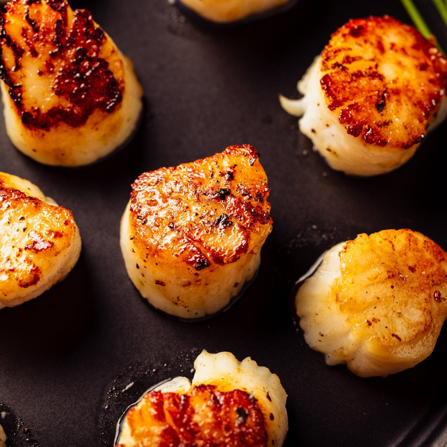 Wild Scallops