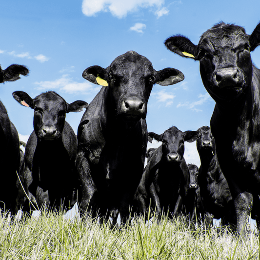 Stress is Making Your Meat Taste Bad