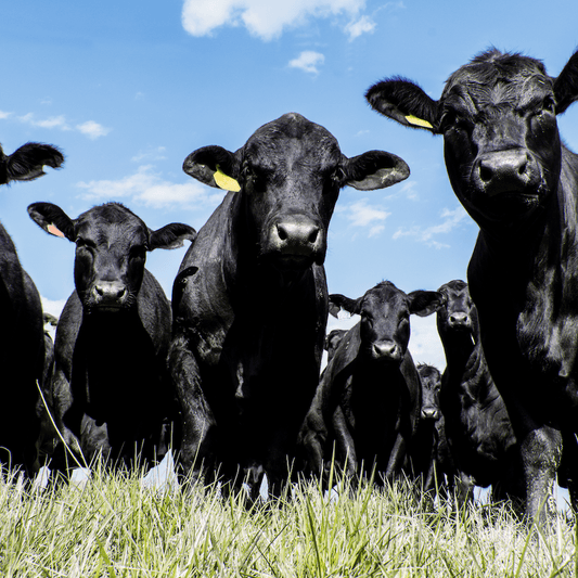 Stress is Making Your Meat Taste Bad