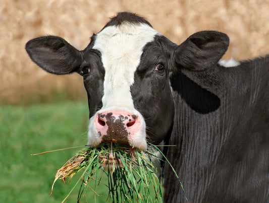 Understanding Grass-Fed and Finished Beef: Importance and Benefits
