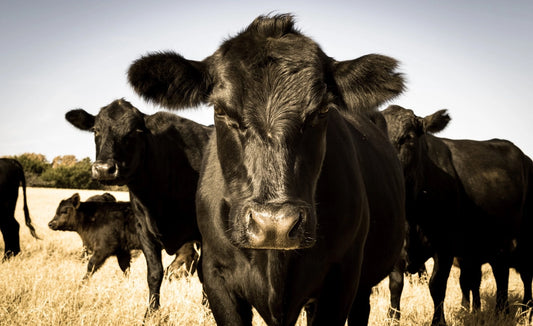 Is Grass Fed Beef Really Better?